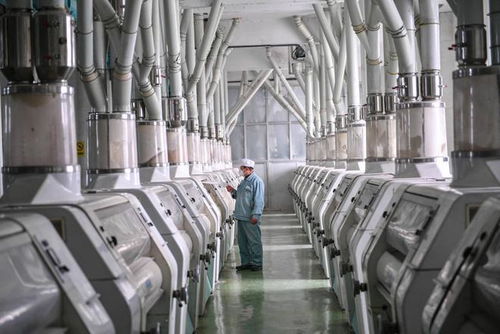 小麦精华糊粉层 滨州面粉厂以高科技开发学生专用粉